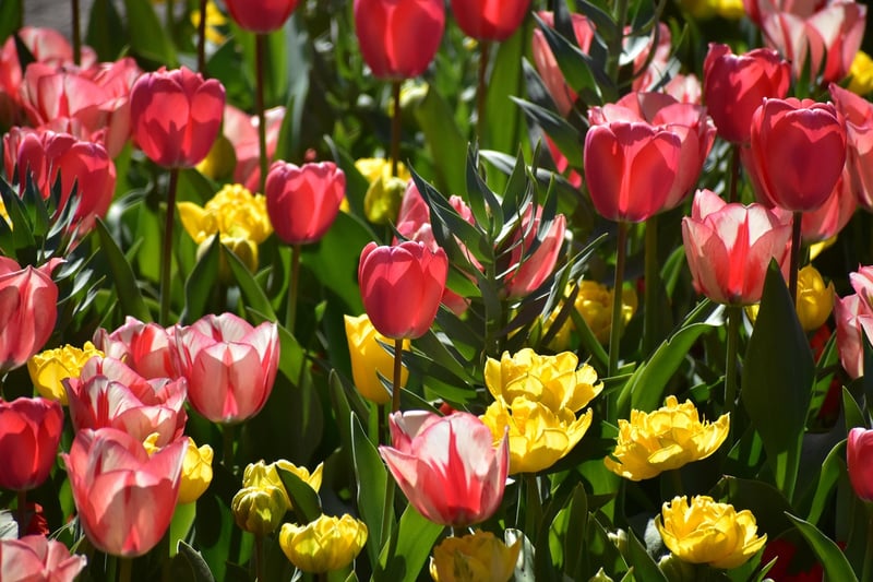 Keukenhof Gardens, Netherlands